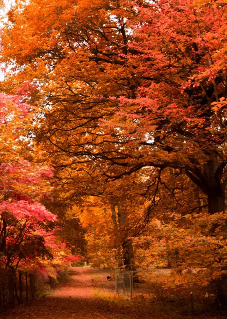 Woodland path beneath vivid orange and red autumn leaves