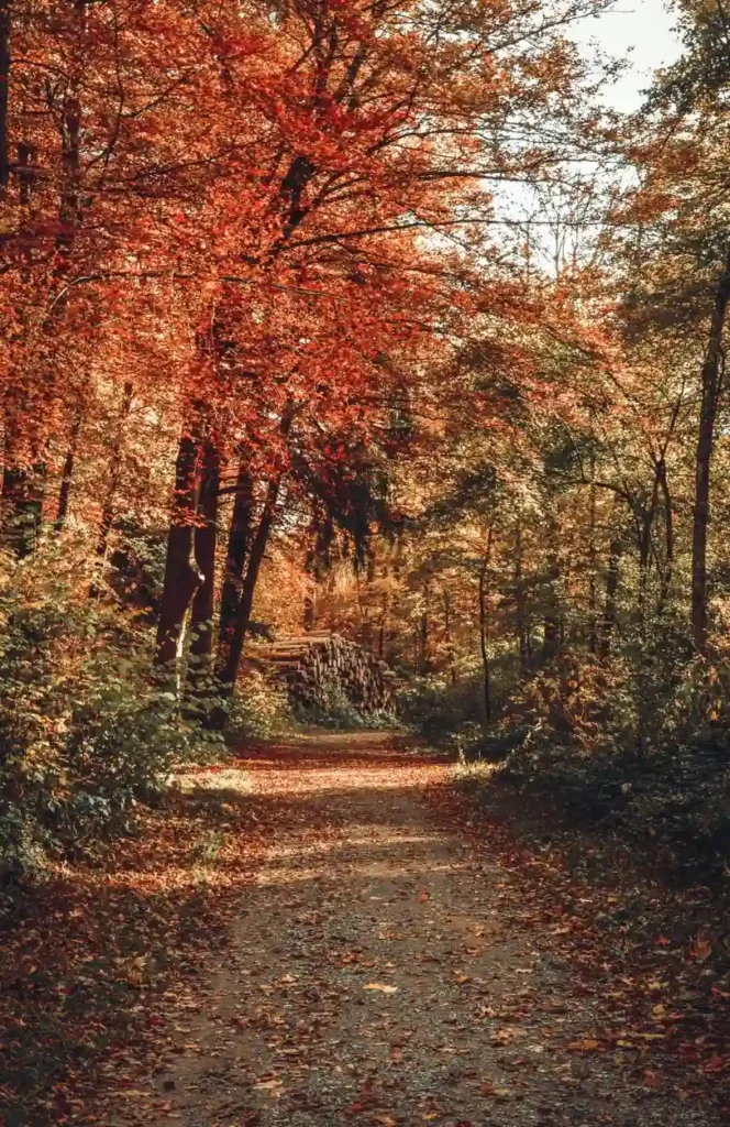 Quiet woodland path surrounded by red and orange autumn trees